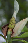 Umbrella tree